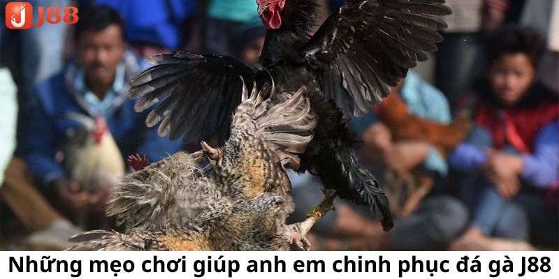 Mẹo chơi đá gà J88