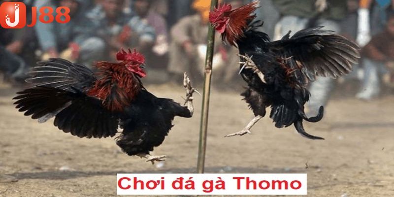 Các kèo cược đá gà Thomo