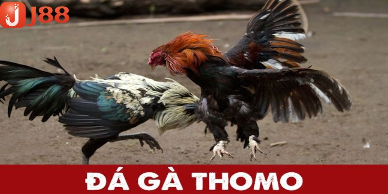 Ưu điểm của đá gà Thomo