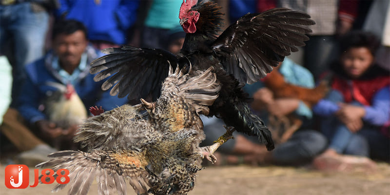 Kinh nghiệm chơi đá gà cựa dao